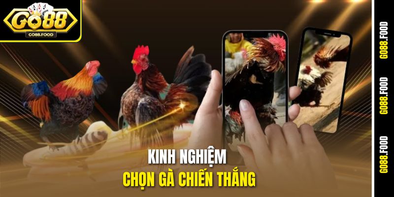 Kinh Nghiệm Chọn Gà Chiến Thắng